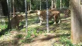 Female Lions Fighting at Knoxville Zoo