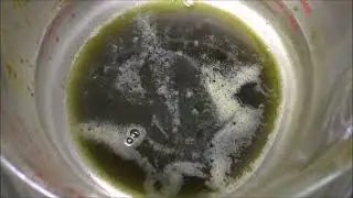 How To Make Rick Simpson Oil 2024 Step 9