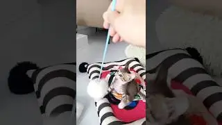 #cat #adorably #cute #adoreble #kitten #pets #cutecat #funny #animals #貓咪