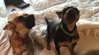 Hunde Sirene Macchia&Chula