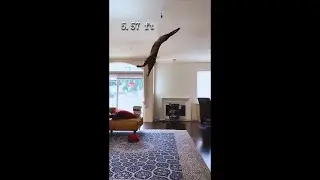amazing cat jumping skills compilation