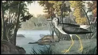 Birds - Volume One Number Six June 1897: The Ruffed Grouse (first article)