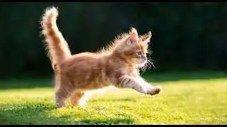 ginger maine coon kitten