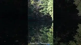 Hunsickers Grove - Hawks and a Train