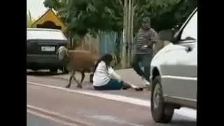 MAD GOAT CHASES PEOPLE AND POLICE!!!