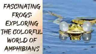 Fascinating Frogs: Exploring the Colorful World of Amphibians.