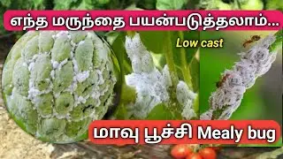 மாவுப்பூச்சிக்கு குறைந்த விலை மருந்தை பயன்படுத்தலாம் | Mealy bugs control low cast chemicals | Tamil