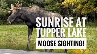 Sunrise fall mist at Tupper Lake, Adirondacks. Bull Moose in the Adirondack Park!