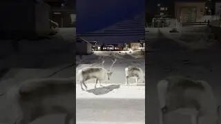 Reindeer walking on the streets of Longyearbyen, Svalbard. 🦌 #svalbard
