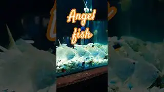 Platinum Angel fish #shorts #trending #fish #aquarium