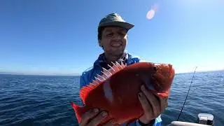 Easter weekend fishing in Gordons Bay (Whales + Red Roman)