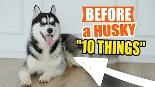 10 THINGS to KNOW before ADOPTING a Siberian HUSKY🐶