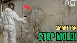 Removal of Mold from Walls and Ceilings of an Old Damp Basement | Fungicidal Agent