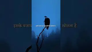 Learn from Hawk (baaj). #learn #hawk #baaj