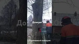 Направленная валка с помощью домкрата #dangerous #arborist #show #hidraulicdomkrat #professional