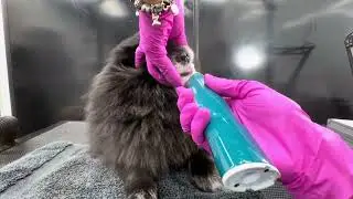 Чистка зубов у собак - Emmi-pet