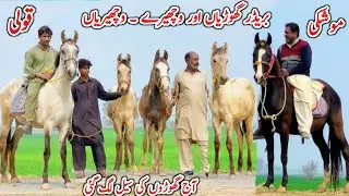 Horse For Sale In Punjab | Desi Horse Farm | Horse For Sale | Horse Market 