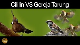 CIlilin VS Gereja Tarung