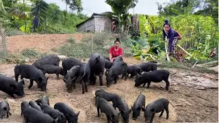 Cutting down wild banana trees, how to compost and take care of pigs on the farm...