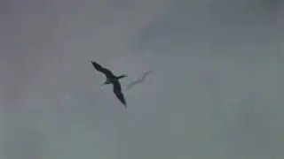VISUALTV.TV - Birds