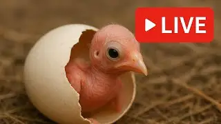 From Egg to Beautiful Bird 🥚➡️🐦 | Baby Bird Growth Journey | Bird Life Cycle
