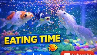 Fish Eating Time in Aquarium | Very Relaxing Video for Mind Peace