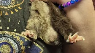 Simple Guinea Pig Boar Cleaning with Olive Oil & Q-tips!