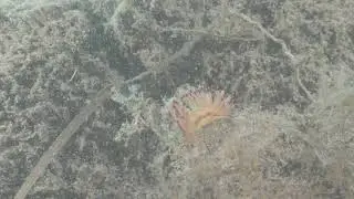 Sea Slug Survey Gold Coast