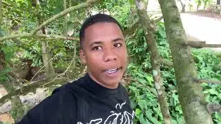 Guan&aacute;bana de Perro: El Fruto M&aacute;s Subestimado del Caribe 🍃