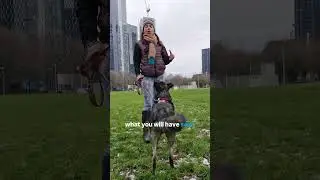 Day 9/31 Custom Tips For Anxious Dogs
