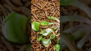Venus Flytrap vs Worms Time Lapse!