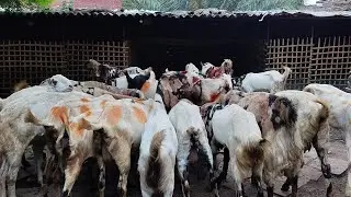 Mustafa Goat Farm Jaunpur  Mo.(9389512669)(6390501328) @MustafaBakriFarmJaunpur @beautifulgoats