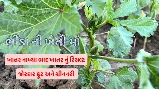 ખાતર નાખ્યા બાદ ખાતર નું રિસલ્ટ જોરદાર ફૂટ અને ગ્રીનનરી 