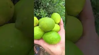 #panenjeruk