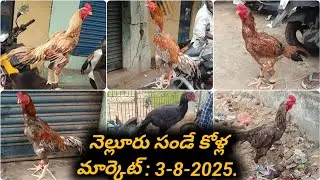 Nellore Sunday Kolla Market : 3-8-2025, #aseelmarket #nelloresundaykollamarket #venkyberasatv #chick