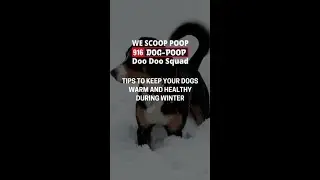 Tips to Keep your Dogs Warm and Healthy During Winter
