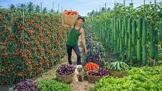 Harvest Cucumbers, Tomatoes, Eggplant – Sell At The Market, Cook – Peaceful Life After Quit The City