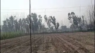 110 variety 1 year poplar tree & 4 year poplar trees farm