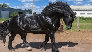 Top 10 Most Powerful Horses in the World | Strongest and Biggest Horse Breeds Ever