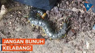 Jangan Bunuh Kelabang Masuk ke Rumah, Ini Alasannya