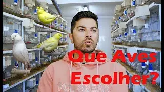 Iniciar Criação de Canários - Criador