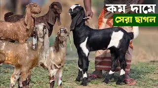 কম দামের তোতাপুরি হরিয়ানা বিটল সংমিশ্রণ বাচ্চা কিনুন নাটোর নলডাঙ্গা থেকে Goat kids price 