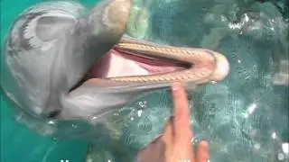 Dolphins Close Encounter Bahamas Blue Lagoon Island Under Water Camera