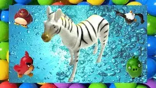 Wild Animal Toys Learning Video for Babies First Words Kids Education Animals Toy Sounds Angry Birds