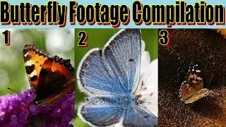 Butterfly Compilation No.1 | Xoom Films