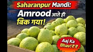 Saharanpur Mandi: Amrood Aate Hi Bik Gaya | Guava Market Update Today #saharanpurmandi #mandiupdate
