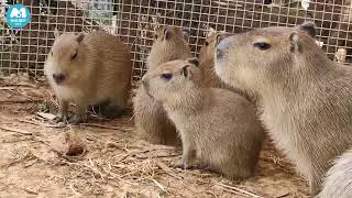 So cute! Capybaras in Yunnan Wildlife Park enjoy hot-spring bath. Let's take a look! #Capybara