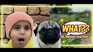 Pug dog watching girls and their matterkashti 😜😜😜 #funny #video #love #dog
