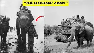 How Elephants Built the Impossible Ledo Road WW2 &ndash; Burma&rsquo;s Untold War Story