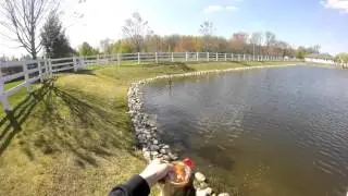 Lip glu shad scent